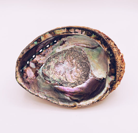 Abalone Shell Smudge Bowls (Medium) - For the Love of Natural Living, LLC 
